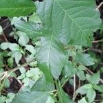 Petiveria alliacea Leaf