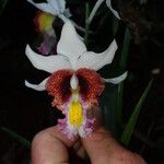 Calanthe tuberculosa Flower