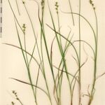 Carex brunnescens 其他