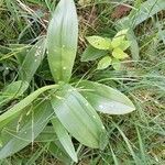 Orchis militaris Leaf