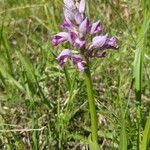 Orchis militarisBloem