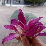 Bauhinia purpurea Cvet