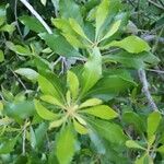 Sideroxylon lanuginosum Leaf