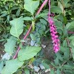 Phytolacca rivinoides Flors