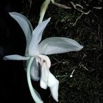Stanhopea grandiflora Květ