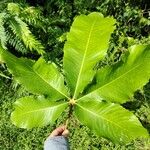 Myrianthus arboreus Blatt