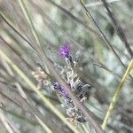 Lavandula lanata 花