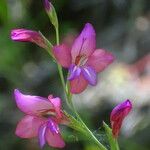 Gladiolus italicus Žiedas