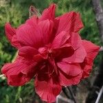 Hibiscus mutabilis ᱵᱟᱦᱟ