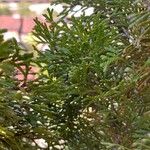 Juniperus phoeniceaBlad