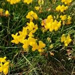 Lotus corniculatusBlüte