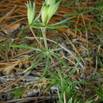 Leptosiphon floribundus Habit