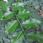 Myroxylon balsamum Leaf