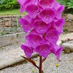 Digitalis purpurea 花