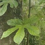 Cecropia peltata পাতা