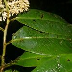 Ardisia standleyana Φύλλο