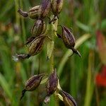 Epipactis palustris Fruto