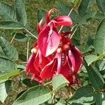 Erythrina crista-galliFlor