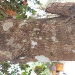 Saraca indica Bark