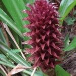 Pitcairnia funkiae Flower