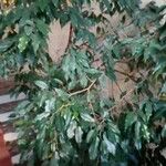 Ficus benjamina Агульны выгляд