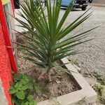 Yucca aloifolia Blad