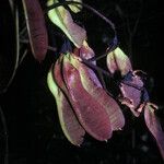 Vatairea erythrocarpa Плод