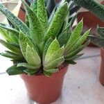 Aloe variegata Φύλλο