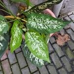 Dieffenbachia seguine Deilen