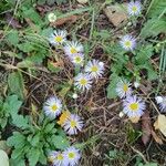 Erigeron speciosusFiore