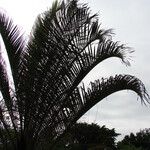 Dypsis decaryi Лист