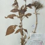 Coleus pallidus Altro