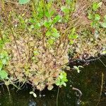 Drosera rotundifolia Elinympäristö