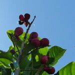 Paullinia elegans Fruit