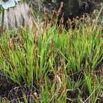 Carex esenbeckii Pokrój