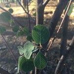 Amelanchier utahensis Leaf