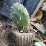 Opuntia fragilis 樹皮