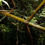 Cornus alba Bark