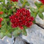 Rhodiola integrifolia Flower