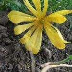 Adonis vernalis Flower