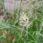 Carex pseudobrizoides Flower