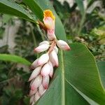 Alpinia nutans ফুল