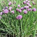 Allium schoenoprasum花