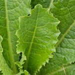 Lactuca virosa Feuille