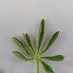 Lupinus micranthus Leaf