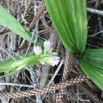 Eulophia cernua عادت