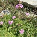 Saponaria caespitosa Foglia