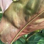 Hedychium greenii Hoja