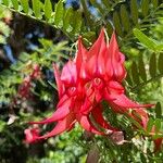 Clianthus puniceus Flower