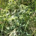 Eryngium campestre Blatt